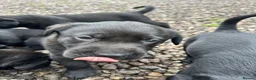 Labrador Retriever dogs for sale: Premium Labrador Puppies – Black and Charcoal - Advert 21