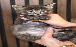 Ragdoll cats for sale: 🌙 Grey Ghost Kittens🎃 – Ragdoll × Tabby 🐾 - Image 3