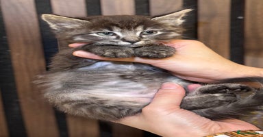 Ragdoll cats - Advert 11