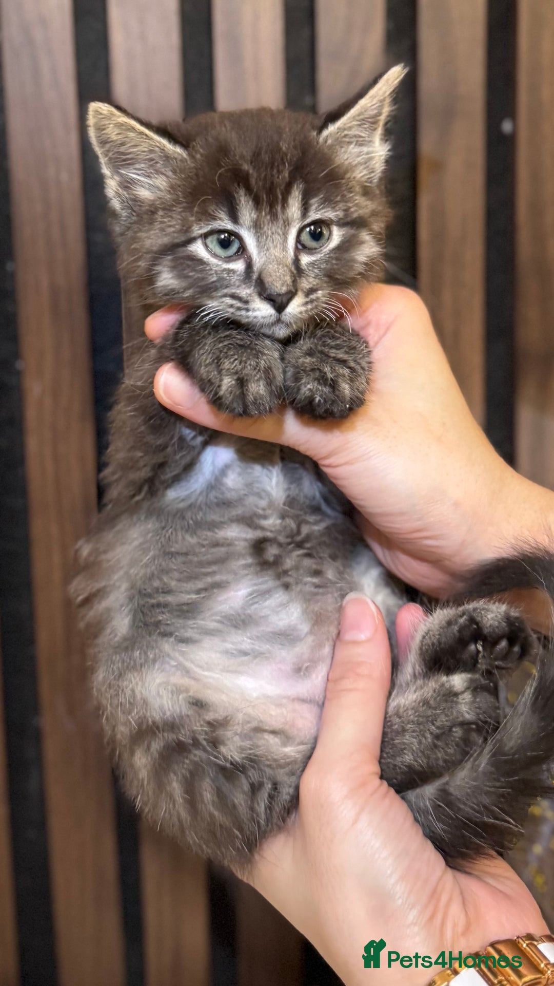 Ragdoll cats for sale: 🌙 Grey Ghost Kittens🎃 – Ragdoll × Tabby 🐾 - Image 3