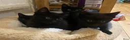 European cats for sale: 4 Black kittens - Advert 1