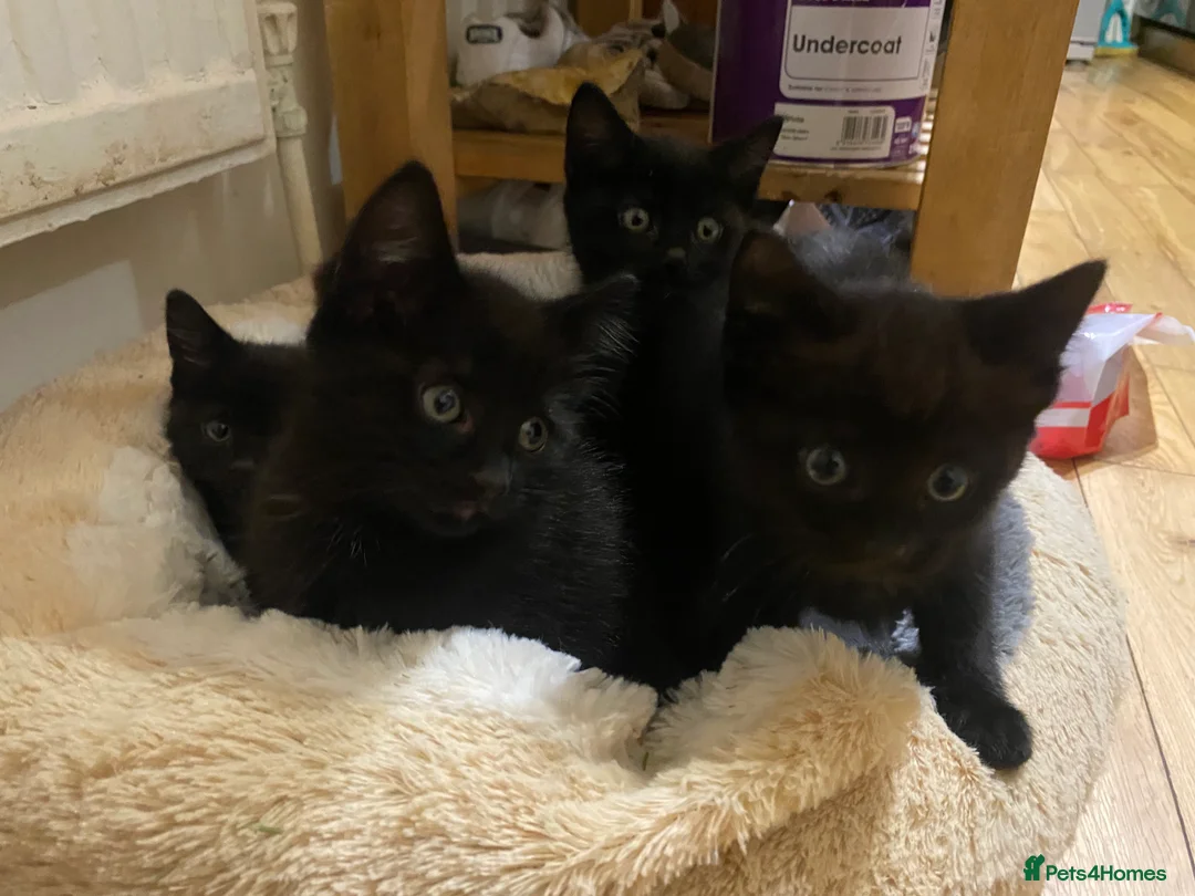 European cats for sale: 4 Black kittens - Advert 1