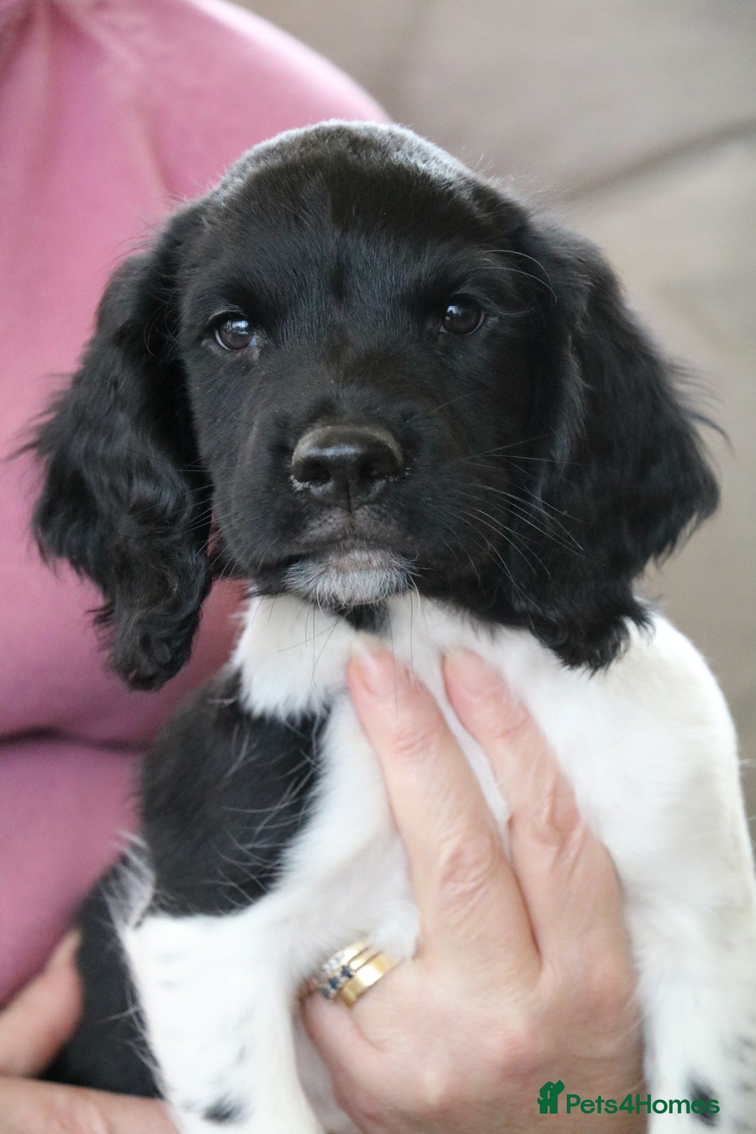 English Springer Spaniel dogs Health Tested English Springer Spaniel Puppies - Advert 10