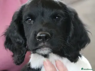 English Springer Spaniel dogs Health Tested English Springer Spaniel Puppies - Advert 10