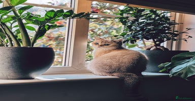 British Shorthair cats in Bedford - Advert 12