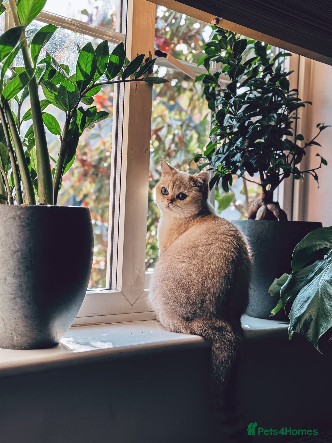 British Shorthair cats for sale: BSH Champion bloodlines TICA Kittens in Bedford - Image 3