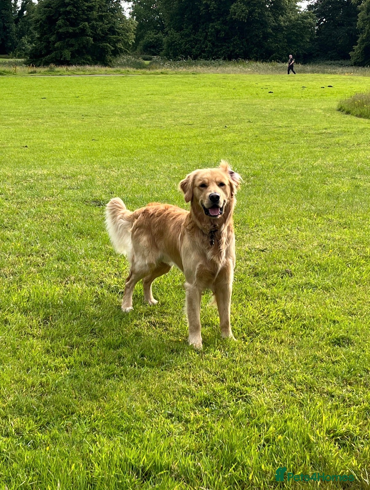Golden Retriever dogs for sale: Beautiful Golden Retriever Puppys - Advert 23