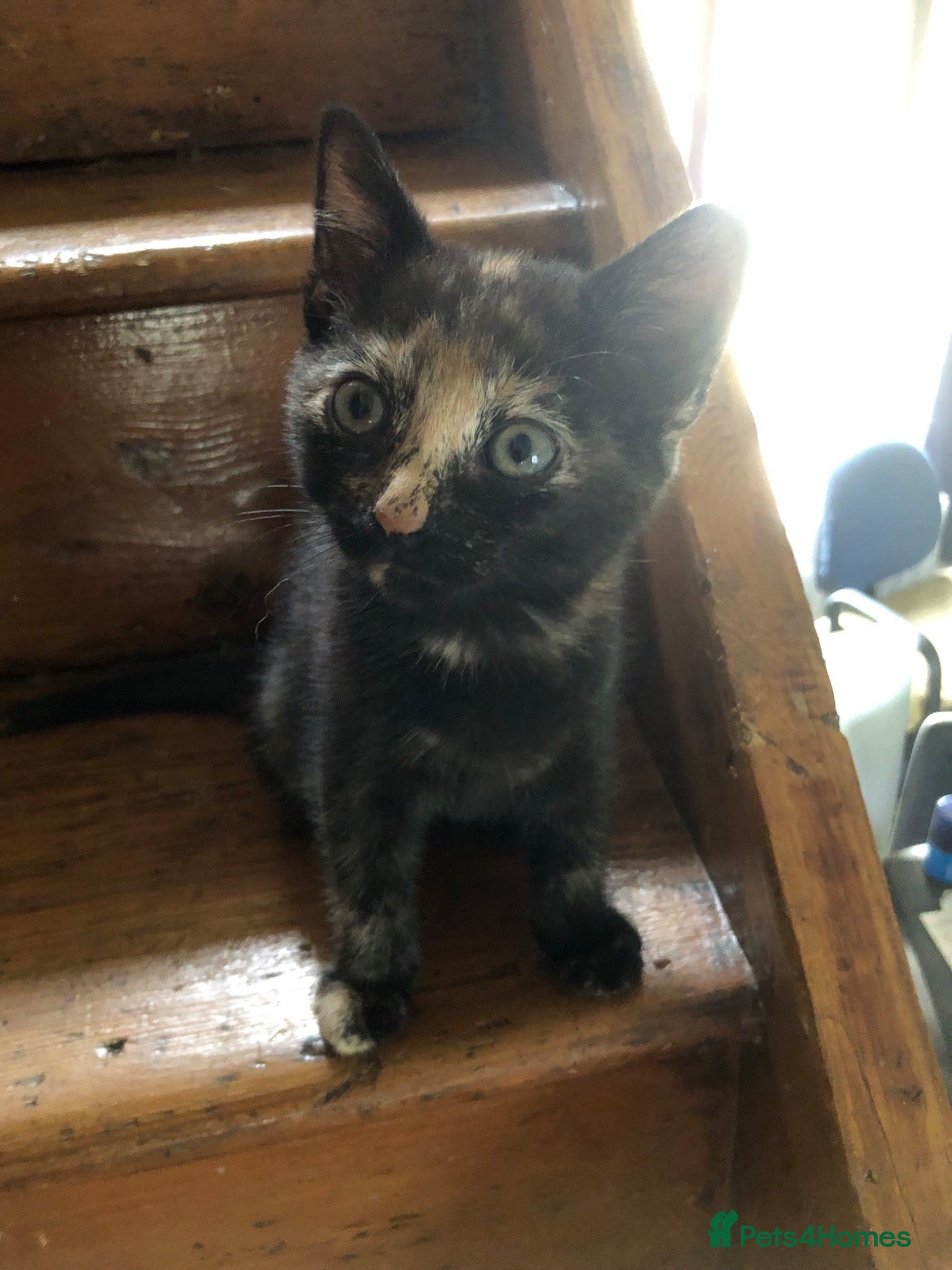 Mixed Breed cats Healthy playful kittens - Advert 7