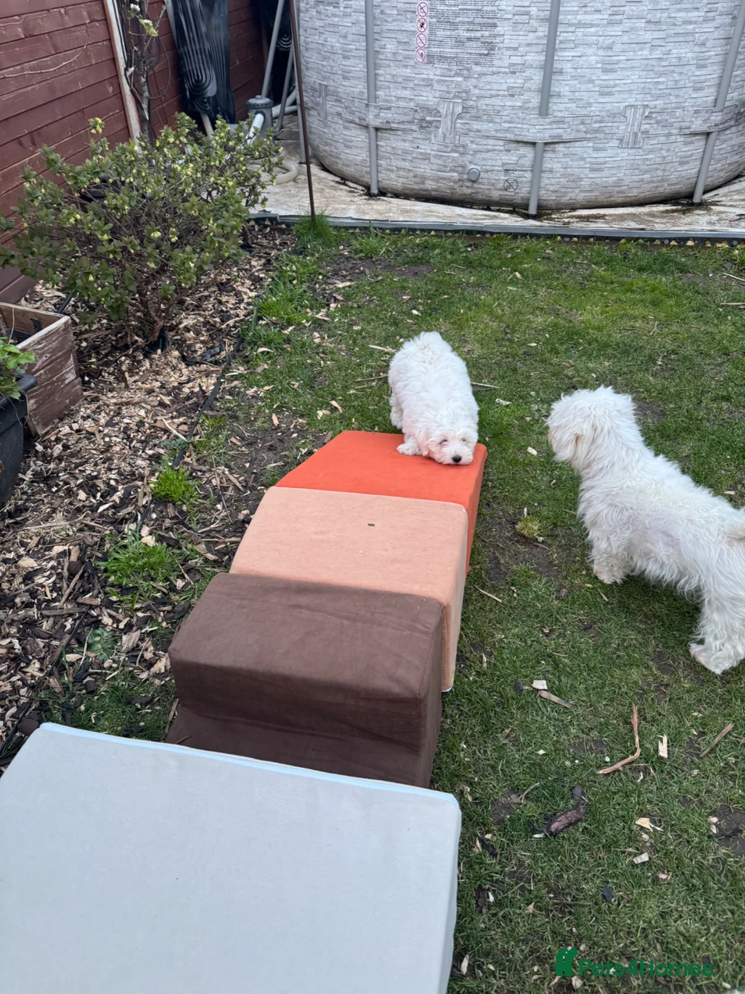 Maltese dogs for sale: Adorable Female Puppy for Sale!!! - Advert 8