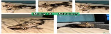 Boy 3 - Green