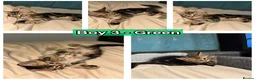 Maine Coon cats for sale: 6 Gorgeous Maine Coon Cross Kittens Available Now! - Advert 14