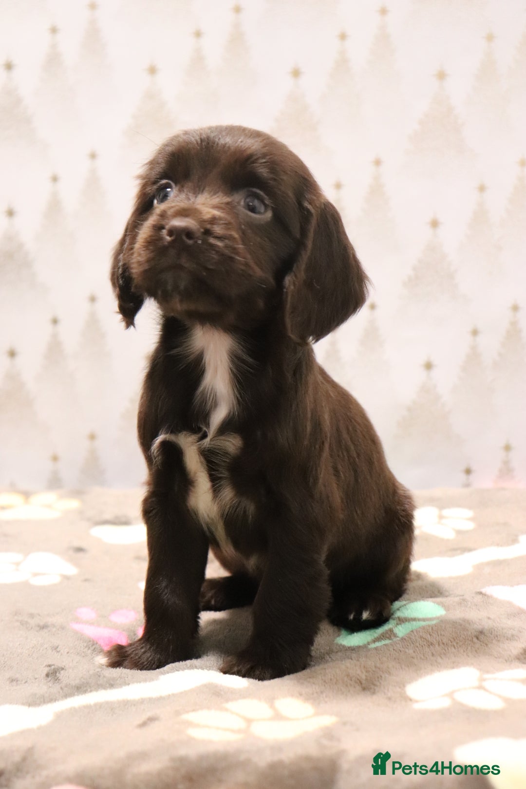 Cocker Spaniel dogs for sale: Fully Health Tested Cocker Spaniel Puppies  - Advert 18