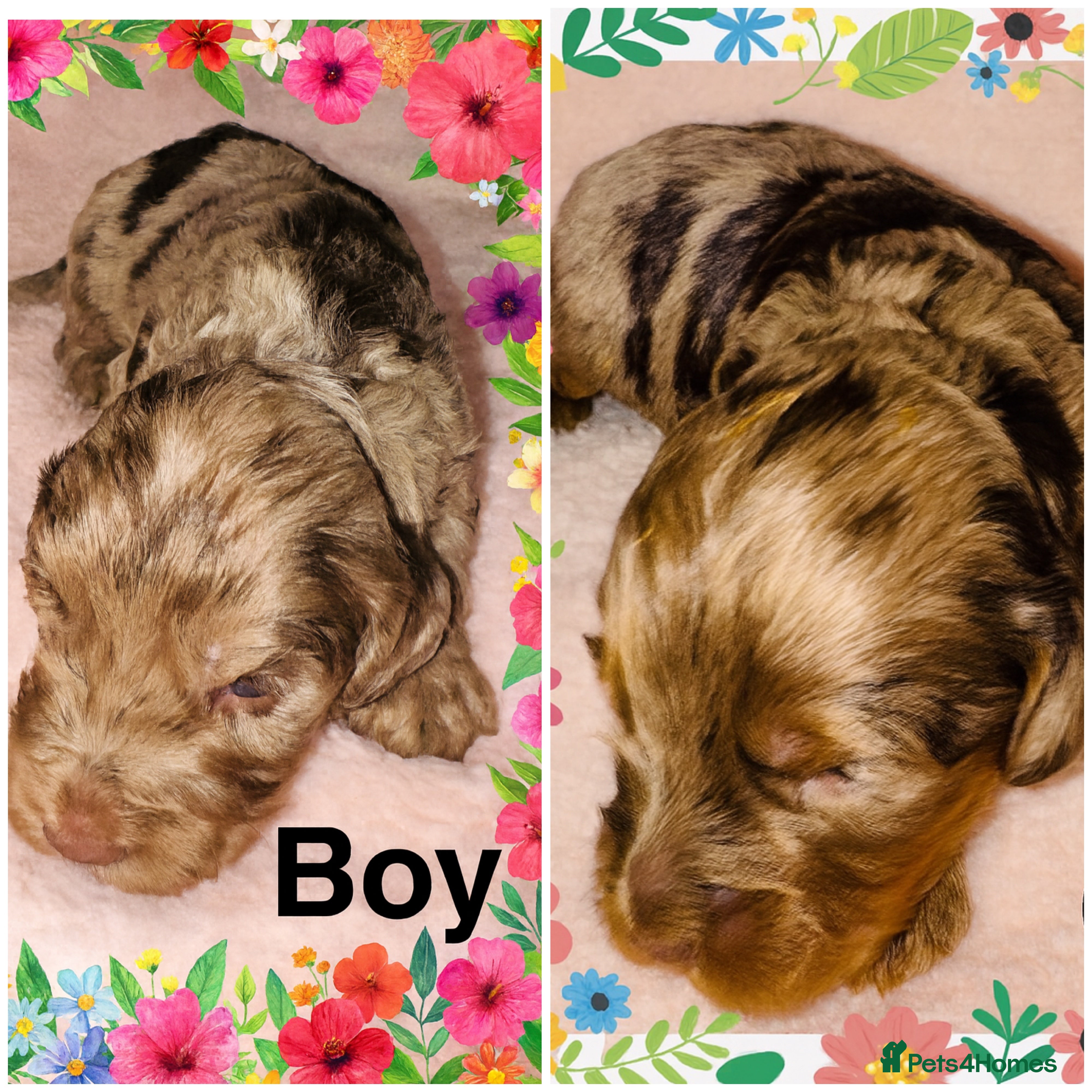 Cockapoo dogs DNA Tested F1 Rare Merle Cockapoos, Ready 20th Feb - Advert 7