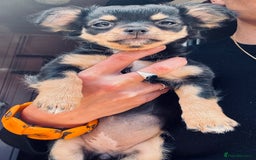 Pomchi dogs for sale: Beautiful female puppy ready now!  in Godstone - Image 2