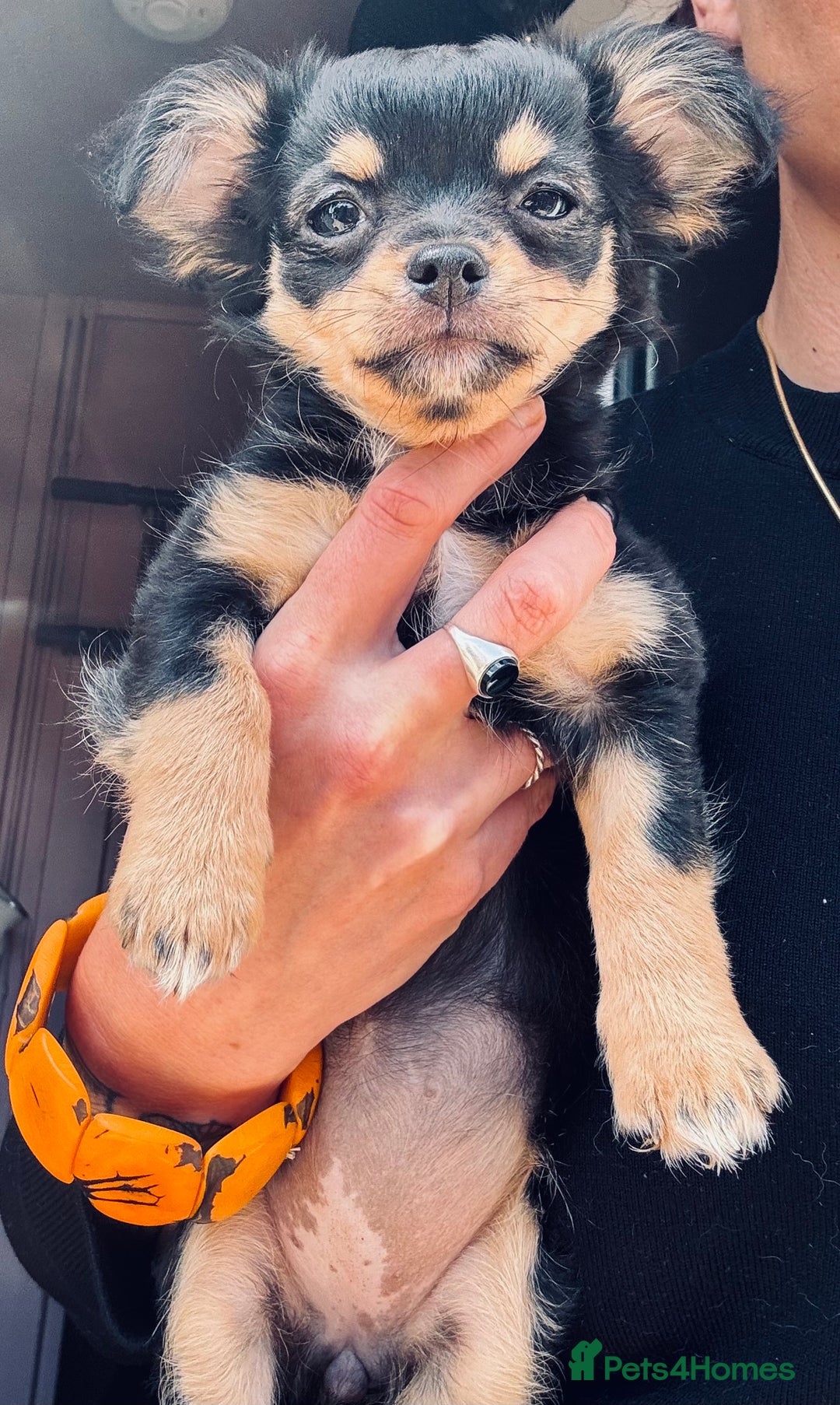 Pomchi dogs for sale: Beautiful female puppy ready now!  in Godstone - Image 2