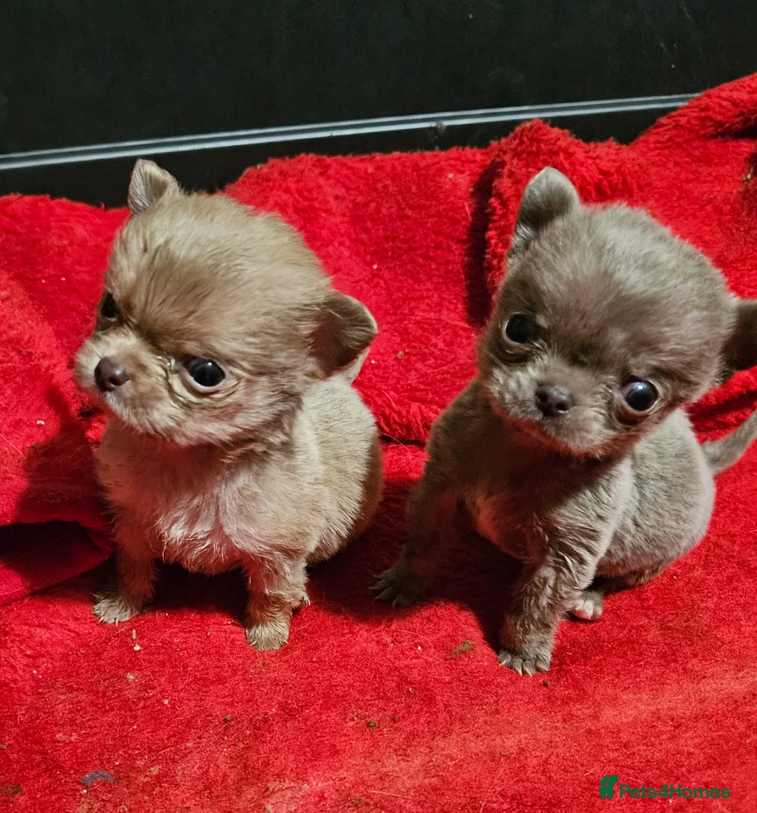 Chihuahua dogs for sale: TINY KC REG Lilac Chihuahua puppies - Advert 1