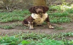 English Springer Spaniel dogs for sale: Kc Springer Spaniel Puppies - Image 13
