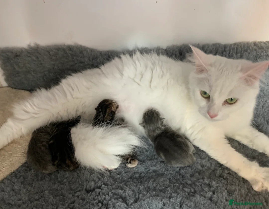 Persian cats for sale: Persian x Turkish Angora  - Advert 1