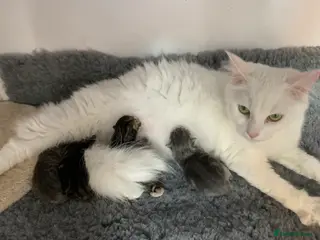 Persian cats Persian x Turkish Angora - Advert 2