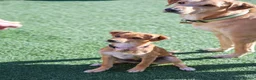 Mixed Breed dogs for adoption: Trudy - Advert 21