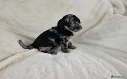 Schnoodle dogs for sale: 3 Stunning F2b Mearle Schnoodle Puppies - Image 1