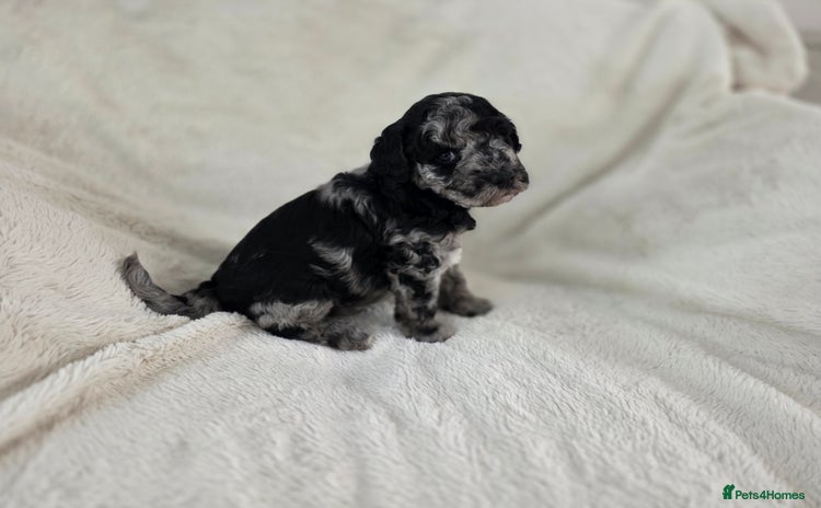 Schnoodle dogs - Advert 1