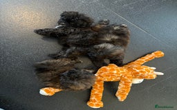 Shihpoo dogs for sale: Shih Tzu X poodle X Shihpoo - Image 14