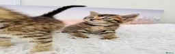 Mixed Breed cats for sale: beautifull kittens ready to go - Advert 5