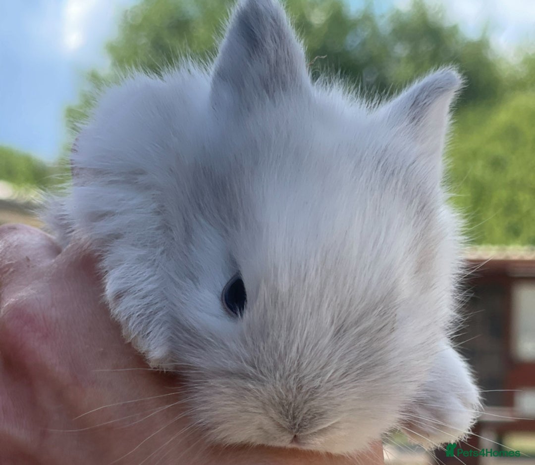 Lionhead rabbits for sale: Baby Lionhead bunnies ! Ready to be reserved ! - Image 8