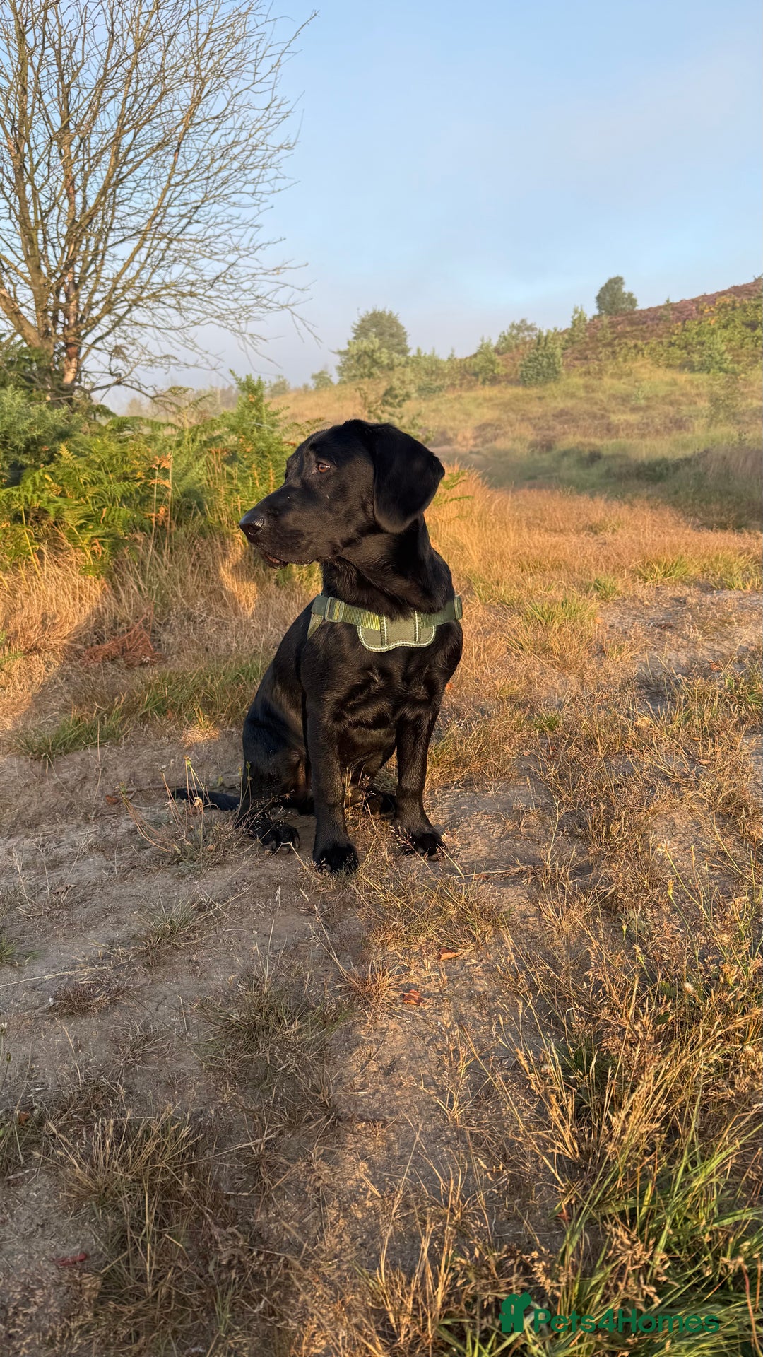 Labrador Retriever dogs for sale: Labrador male - 8 months  - Image 5