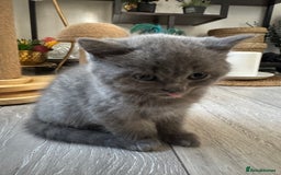 British Shorthair cats for sale: British shorthair kittens - Image 4