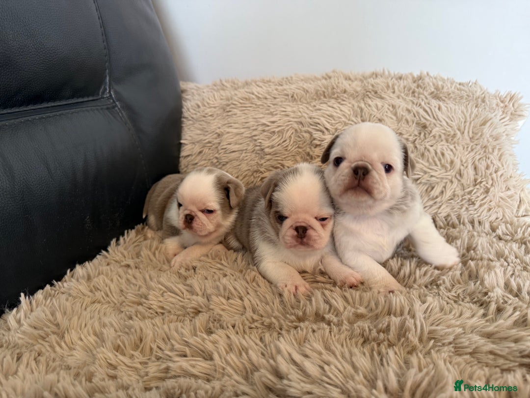 Pug dogs for sale: Stunning litter lilac tans and lilac tan pandas - Image 34