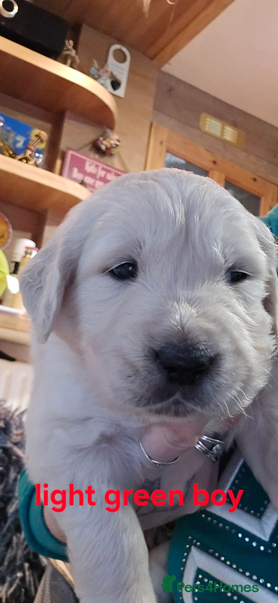 Golden Retriever dogs for sale: Adorable white Golden Retriever - Advert 24