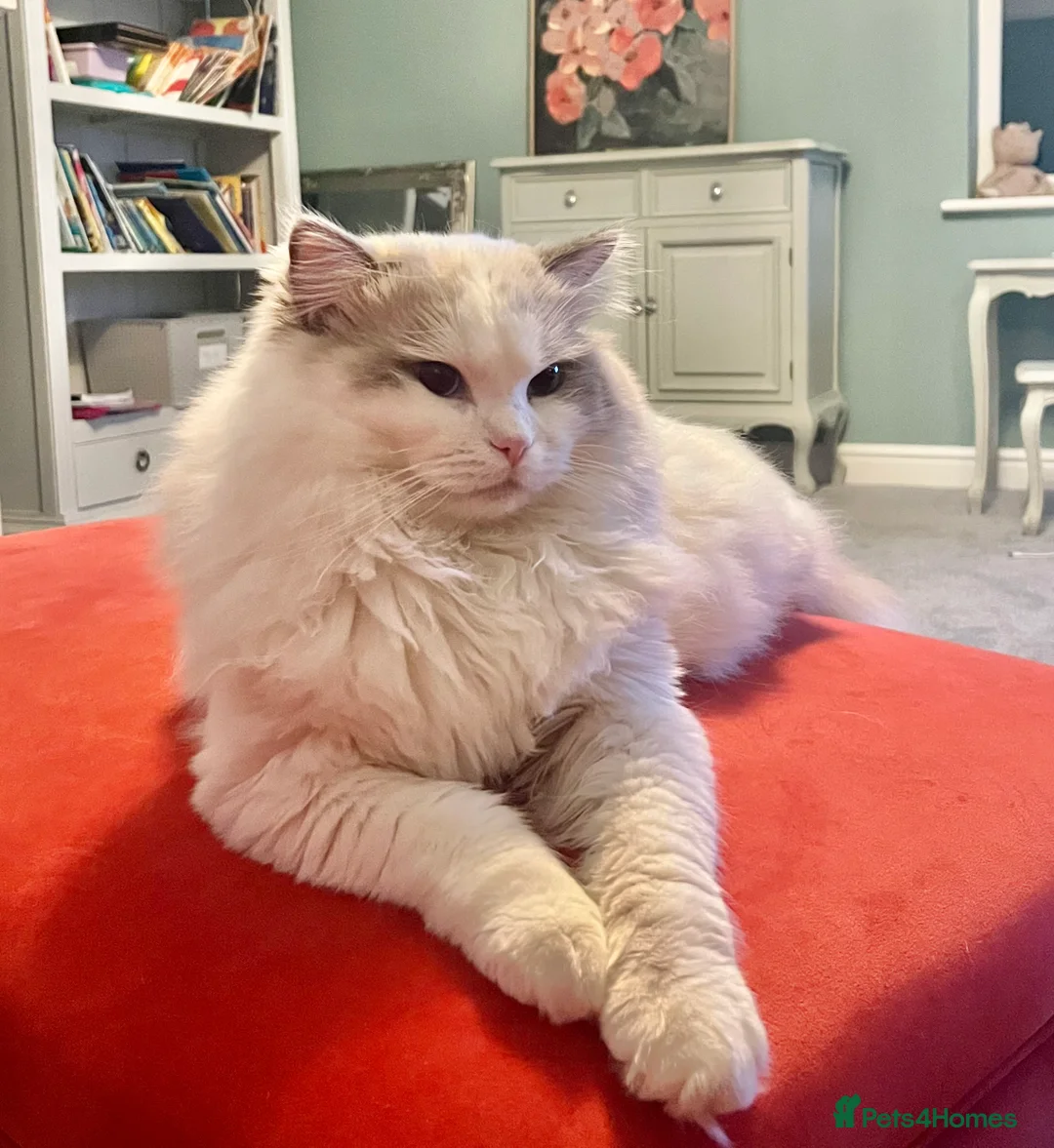 Ragdoll cats for stud: Handsome stud - Advert 3