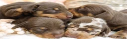 Miniature Dachshund dogs for sale: KC Miniature Dachshund Puppies - Advert 6