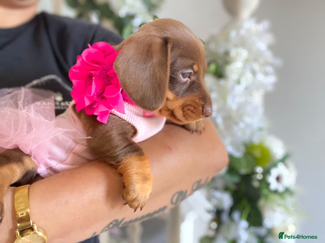 Miniature Dachshund dogs for sale: READY NOW PRA CLEAR DACHSHUND PUPPIES - Image 15