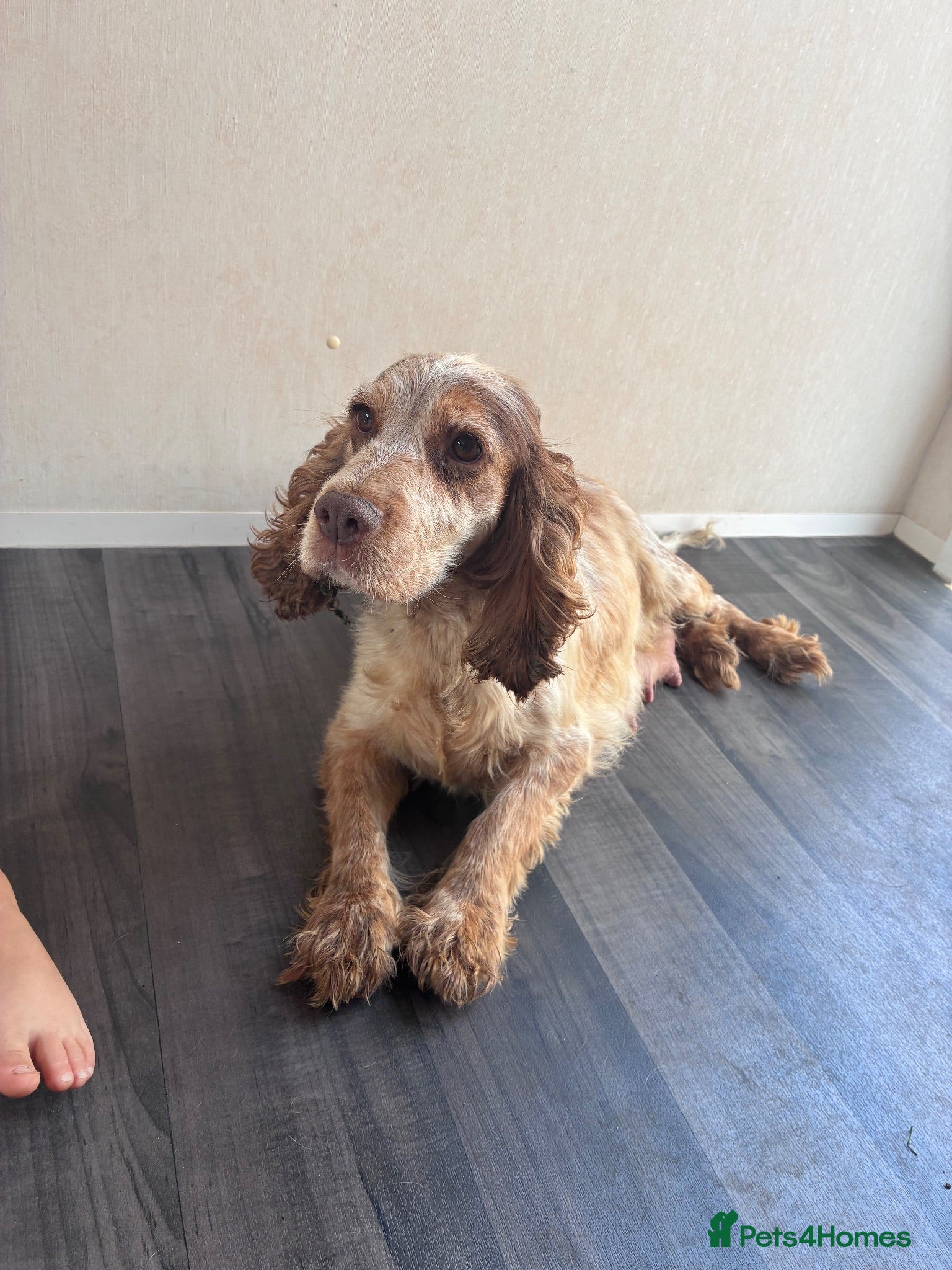 Cocker Spaniel dogs 🐾 Beautiful Show Cocker Spaniel Puppies 🐶  - Advert 1