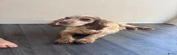 Cocker Spaniel dogs for sale: 🐾 Beautiful Show Cocker Spaniel Puppies 🐶  - Advert 1