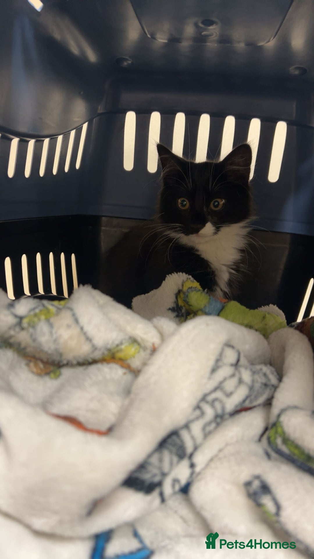 Mixed Breed cats for sale: Jinx  - Advert 3