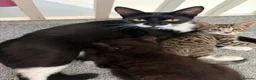 Mixed Breed cats for sale: Two gorgeous boys in Brighton - Advert 1