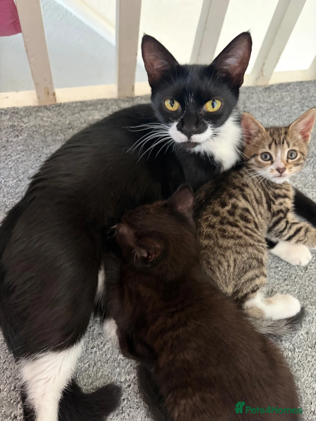 Mixed Breed cats for sale: Two gorgeous boys in Brighton - Advert 1