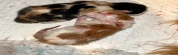 Mixed Breed cats for sale: Long haired ginger females kittens - Advert 4