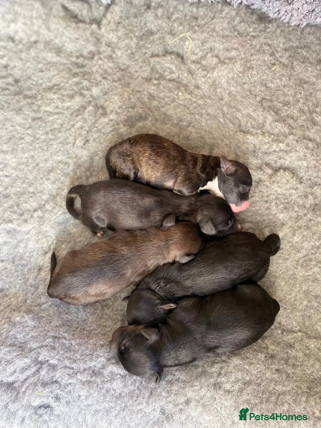 Poodle dogs for stud: 🏆PROVEN🏆sable miniature poodle health tested in Havant - Advert 40