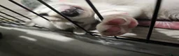 Huskita dogs for sale: Puppies for sale  - Advert 23