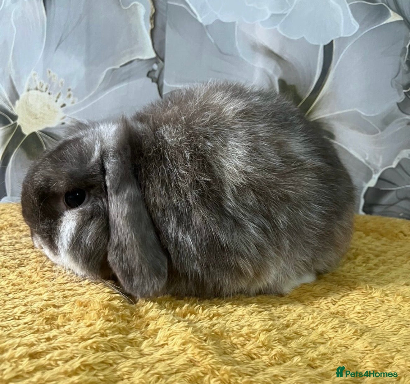 Mini Lop rabbits 2 mini lops boy and girl will need to go together - Advert 1