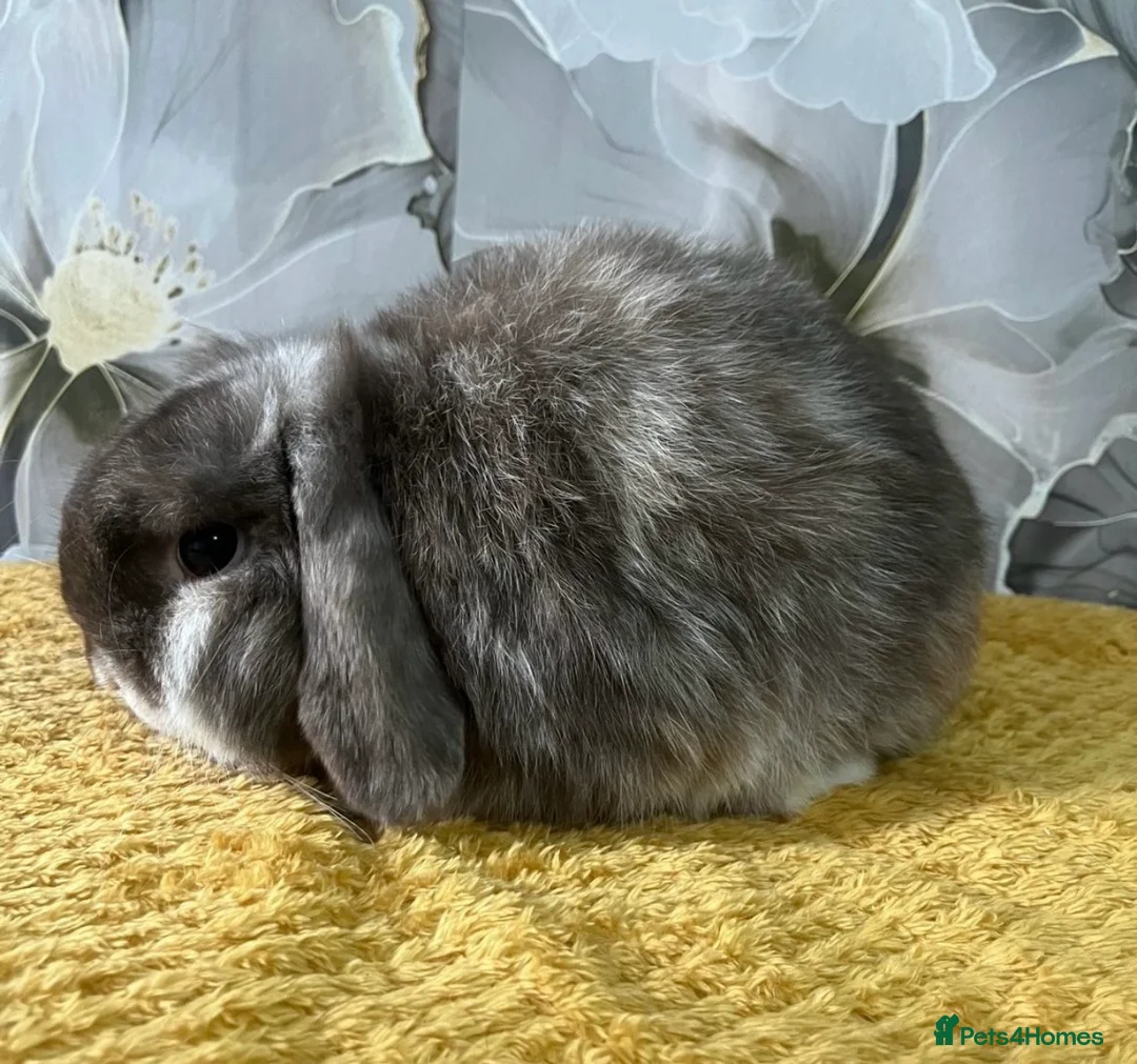 Mini Lop rabbits for sale: 2 mini lops boy and girl will need to go together in Grimsby - Advert 1