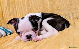 Boston Terrier dogs for sale: Adorable KC reg Boston Terrier Puppies - Image 24