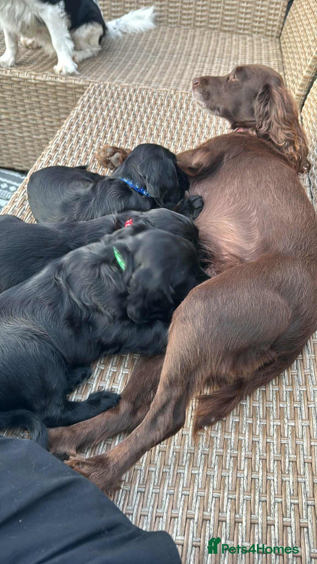 Cocker Spaniel dogs for sale: Black Cocker Spaniel Puppies - Image 5