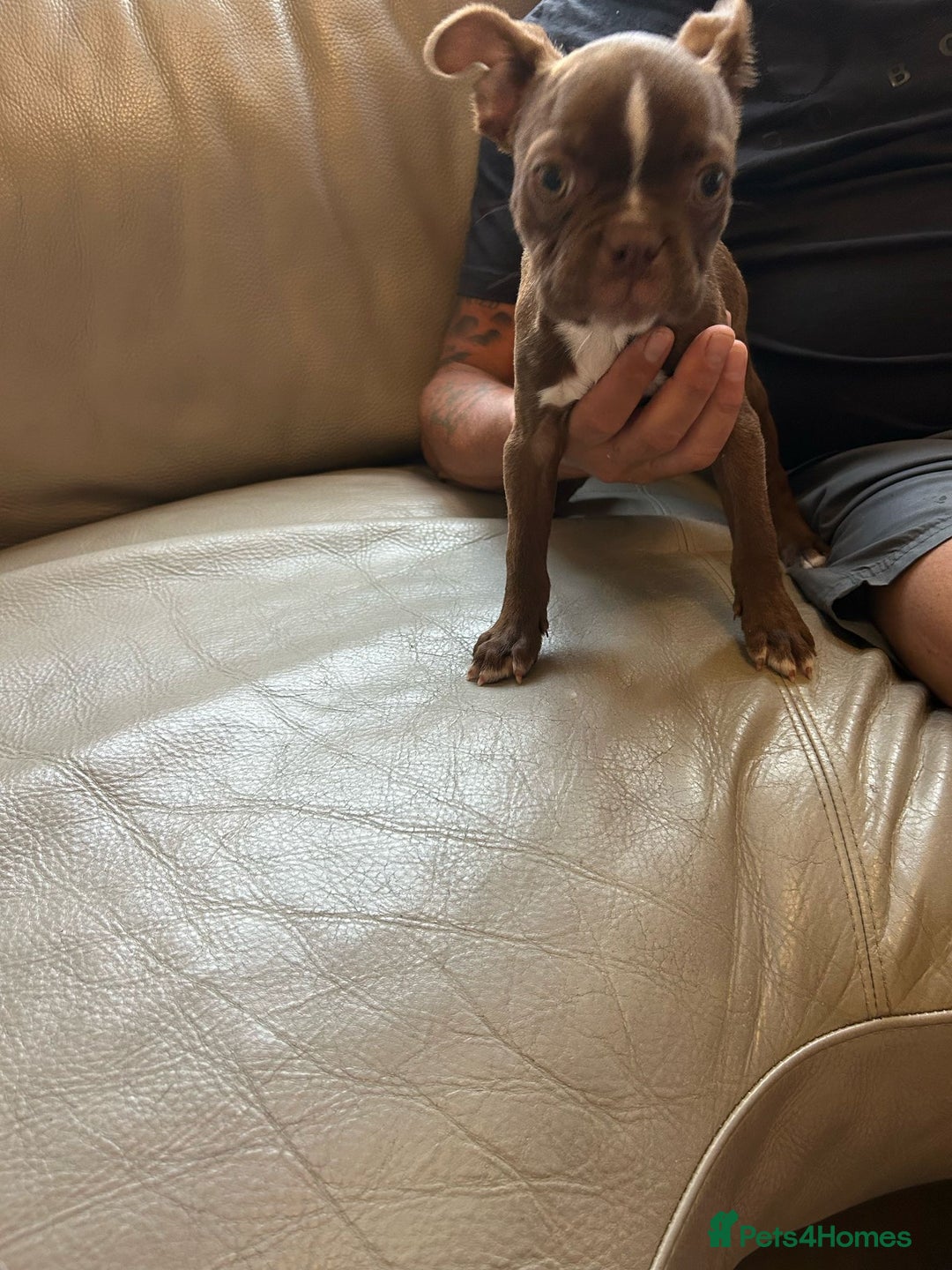 Boston Terrier dogs for sale: Beautiful KC Boston Terriers - Image 21