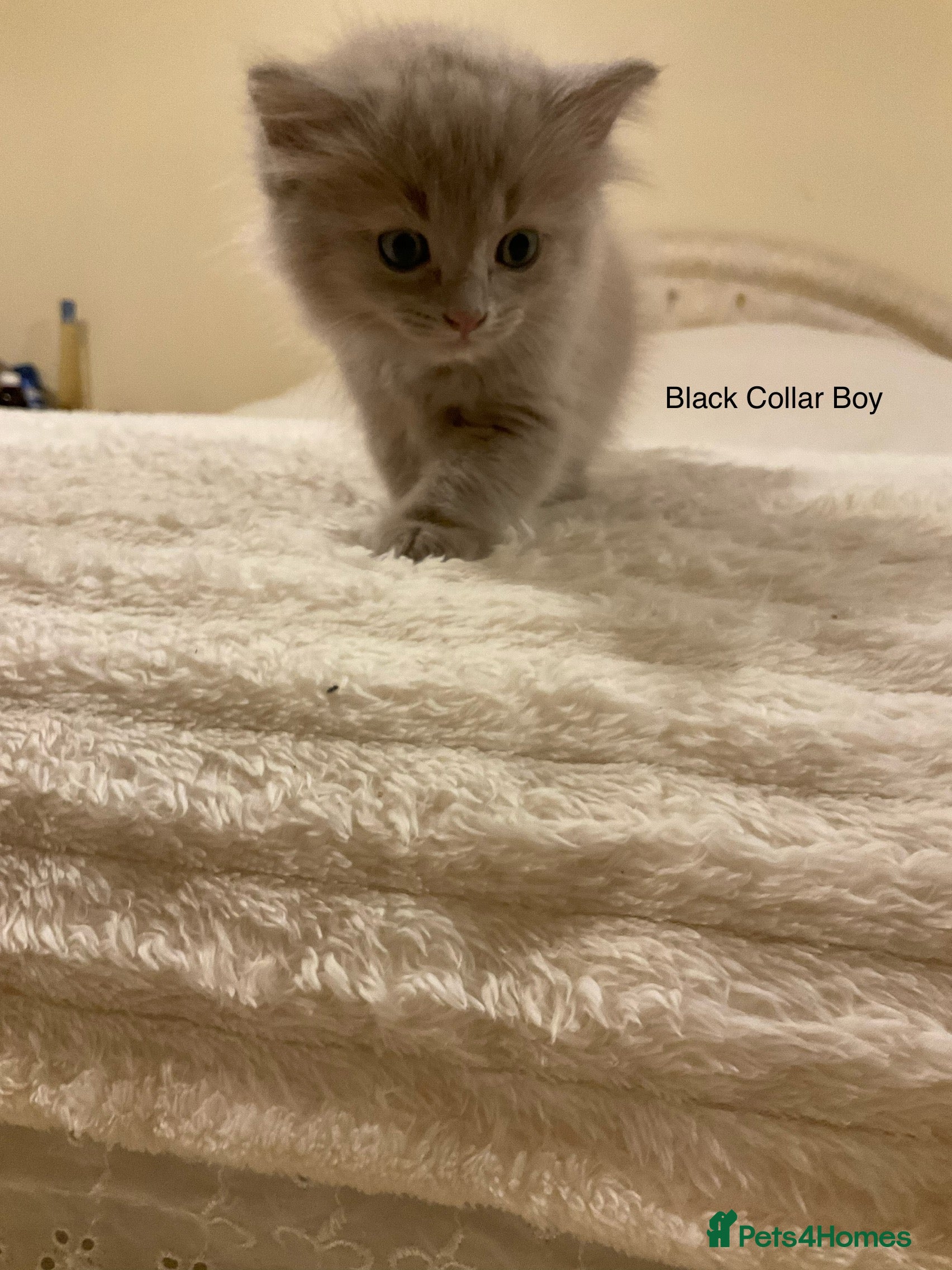 Ragdoll cats RARE PURE BRED FAWN RAGDOLL BABIES - Advert 1